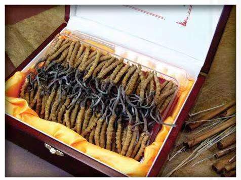 阳山冬虫夏草回收